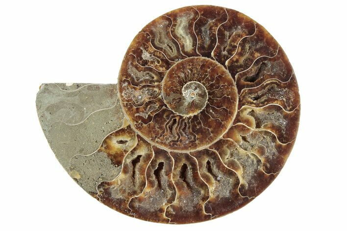 Cut & Polished Ammonite Fossil (Half) - Madagascar #241026